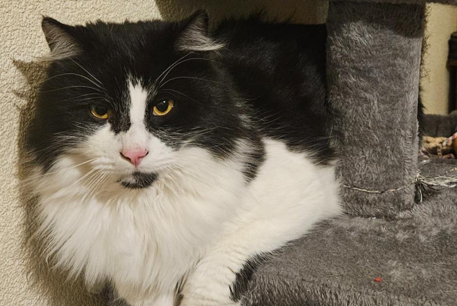 Vermisstmeldung Katze Männliche , 3 jahre Bulle Schweiz