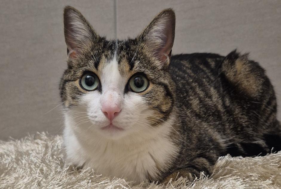 Vermisstmeldung Katze  Männliche , 2 jahre Rue Schweiz