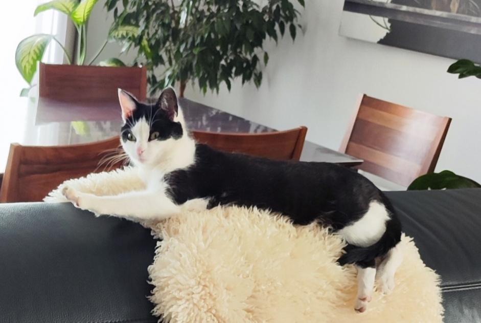 Vermisstmeldung Katze Weiblich , 2 jahre Val-de-Ruz Schweiz