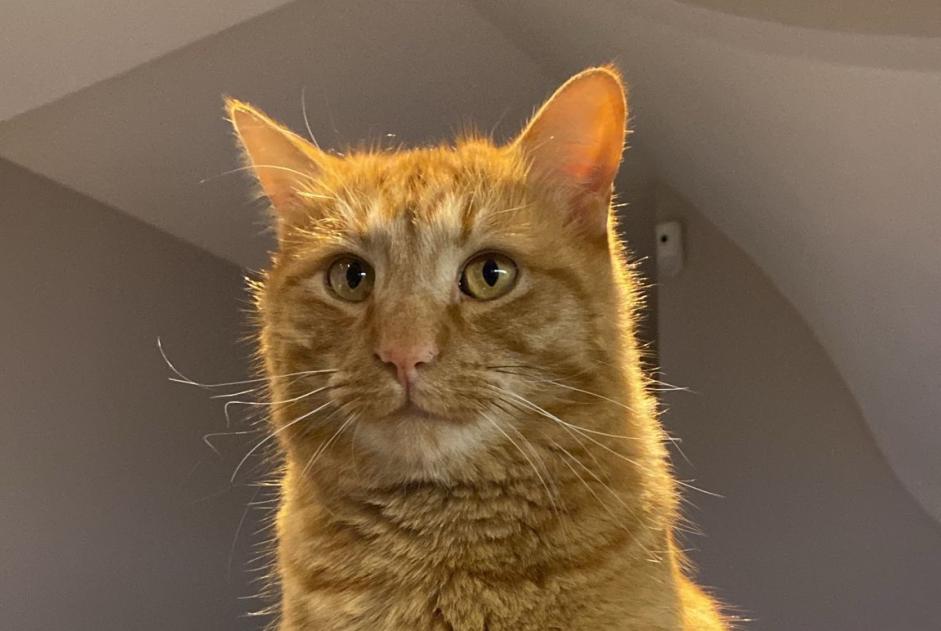 Vermisstmeldung Katze Männliche , 7 jahre Bourg-en-Lavaux Schweiz