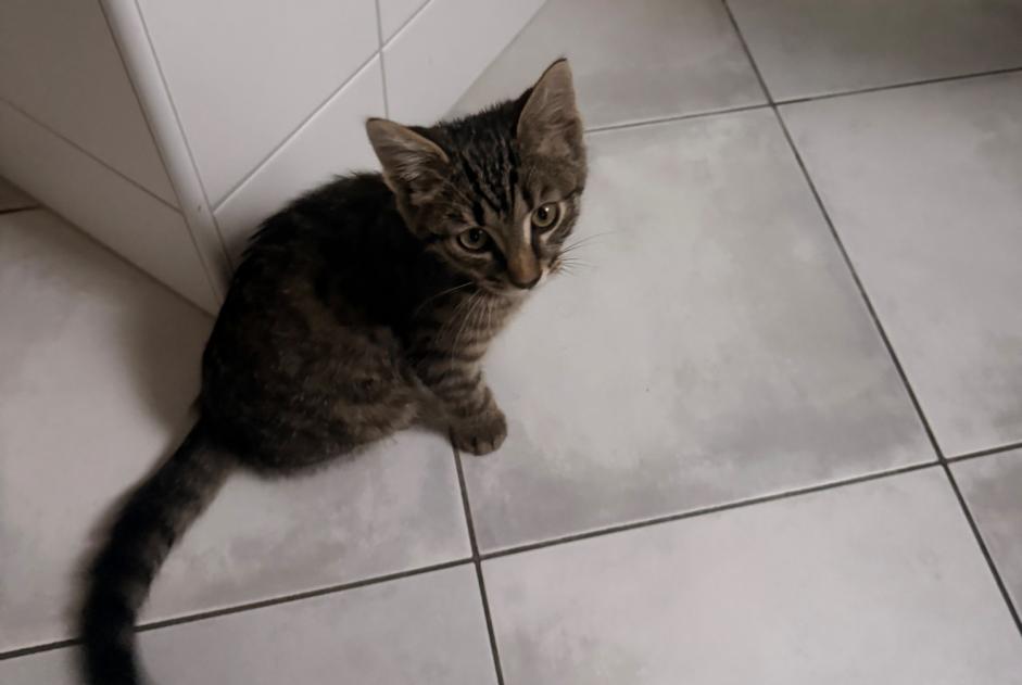 Discovery alert Cat Unknown Val-de-Ruz Switzerland Discovery alert Cat Unknown Val-de-Ruz Switzerland