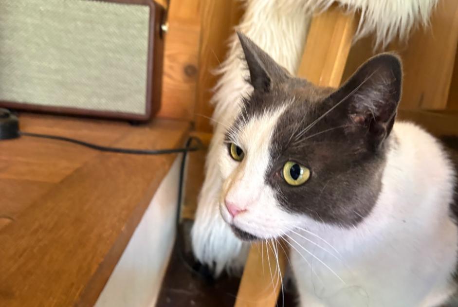 Discovery alert Cat Male Rossinière Switzerland