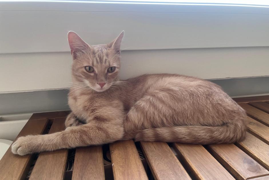 Discovery alert Cat Unknown Lausanne Switzerland
