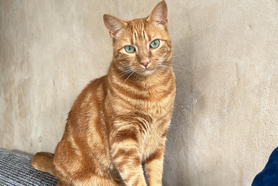 Disappearance alert Cat miscegenation Male , 6 years Plan-les-Ouates Switzerland Disappearance alert Cat miscegenation Male , 6 years Plan-les-Ouates Switzerland