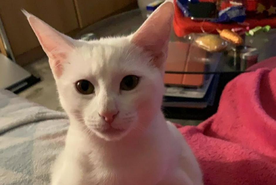 Disappearance alert Cat miscegenation Female , 2 years Cossonay Switzerland Disappearance alert Cat miscegenation Female , 2 years Cossonay Switzerland