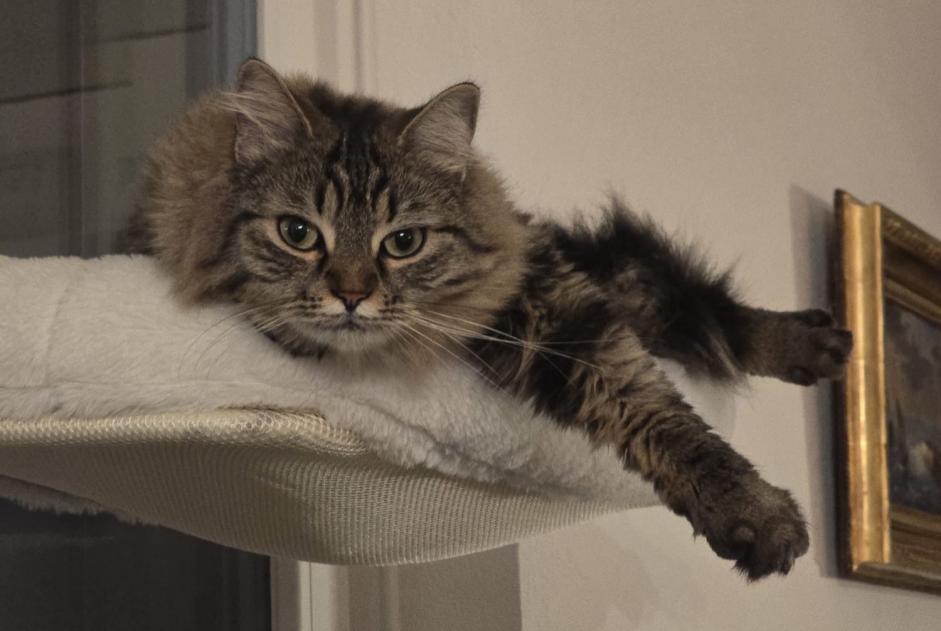 Disappearance alert Cat Female , 3 years Hautemorges Switzerland Disappearance alert Cat Female , 3 years Hautemorges Switzerland