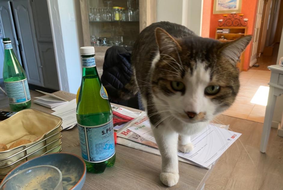 Alerta de Desaparición Gato Macho , 13 años Morges Suiza