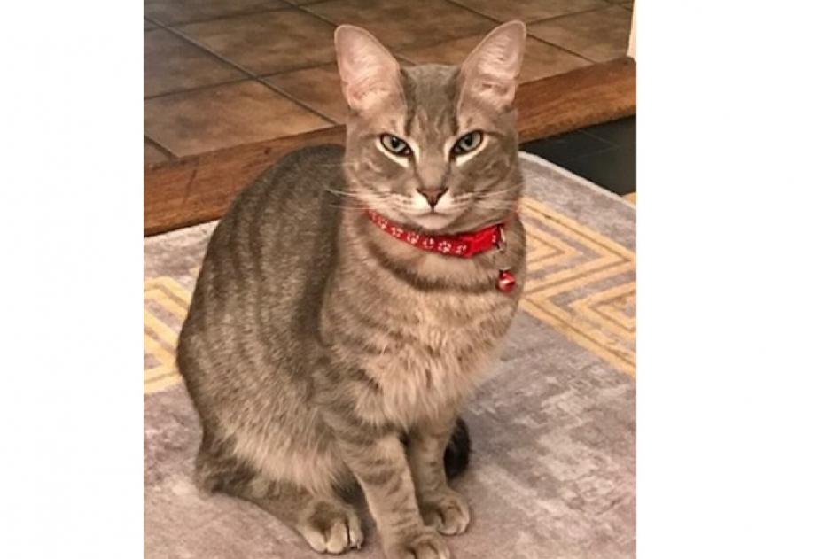 Alerta de Desaparición Gato Macho , 3 años Lausanne Suiza