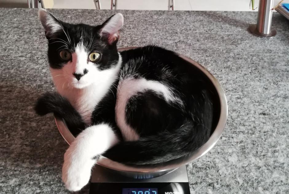 Alerta de Desaparición Gato Macho , 6 años Blonay - Saint-Légier Suiza