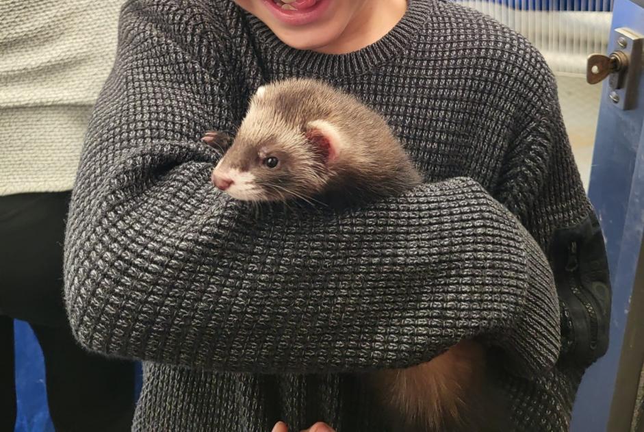 Alerta de Desaparición Otros ferret Hembra , 2023 años Puidoux Suiza