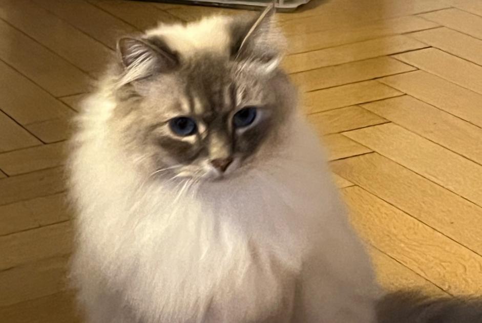 Alerte Disparition Chat Mâle , 3 ans Genève Suisse Alerte Disparition Chat Mâle , 3 ans Genève Suisse