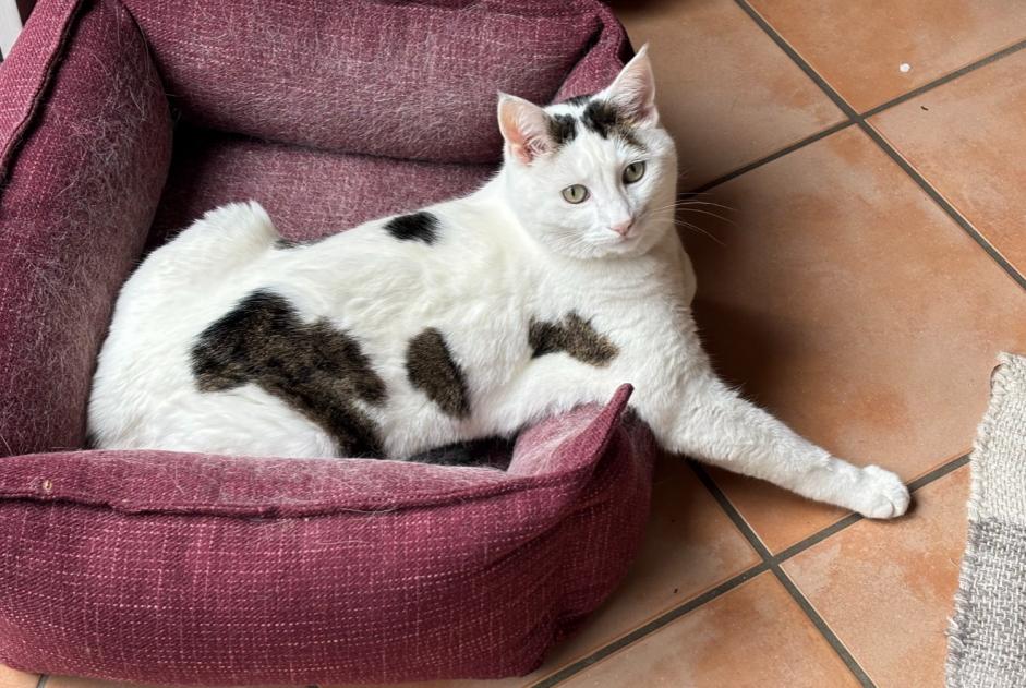 Alerte Disparition Chat Mâle , 11 ans Lignières Suisse Alerte Disparition Chat Mâle , 11 ans Lignières Suisse