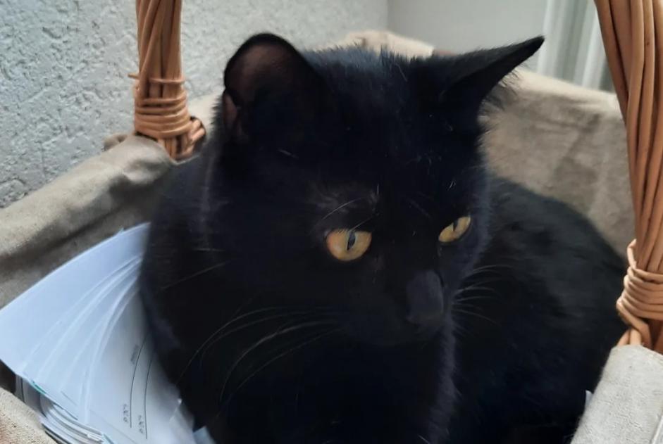 Alerte Disparition Chat croisement Mâle , 3 ans Ropraz Suisse
