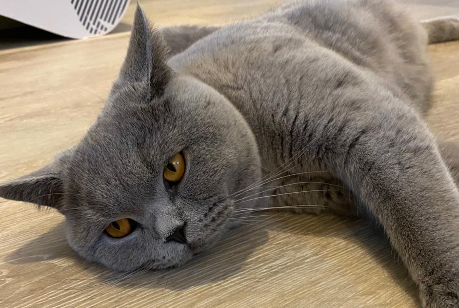 Alerte Disparition Chat  Mâle , 1 ans Villars-Sainte-Croix Suisse