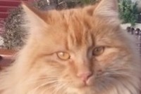 Alerte Disparition Chat Mâle , 5 ans Chavornay Suisse Alerte Disparition Chat Mâle , 5 ans Chavornay Suisse