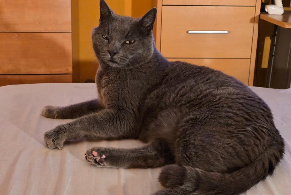 Alerte Disparition Chat Mâle , 13 ans Lussery-Villars Suisse