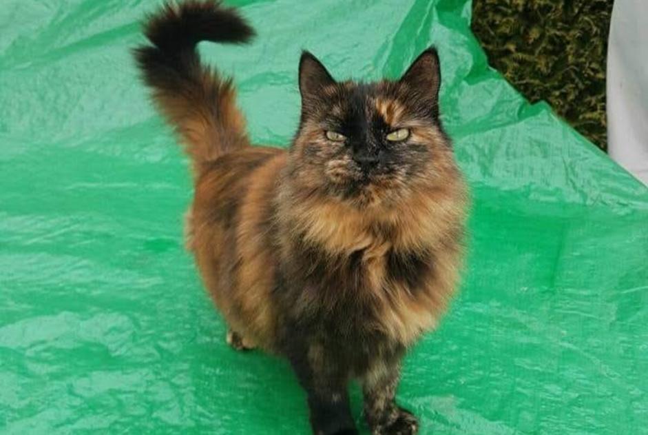 Alerte Disparition Chat croisement Femelle , 24 ans Corcelles-près-Payerne Suisse Alerte Disparition Chat croisement Femelle , 24 ans Corcelles-près-Payerne Suisse