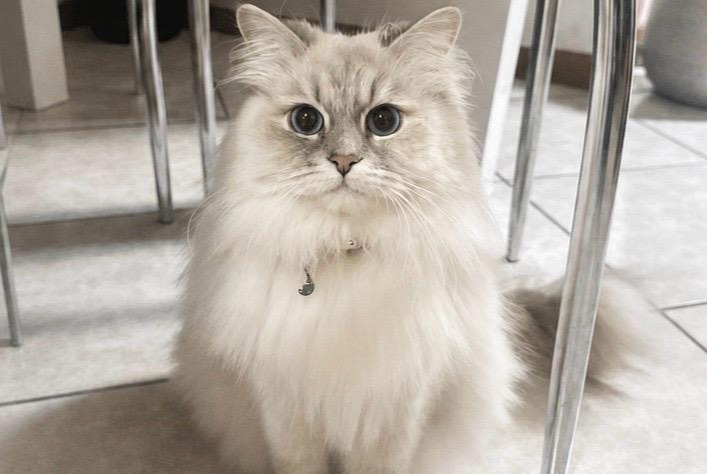 Alerte Disparition Chat Femelle , 3 ans Lausanne Suisse Alerte Disparition Chat Femelle , 3 ans Lausanne Suisse