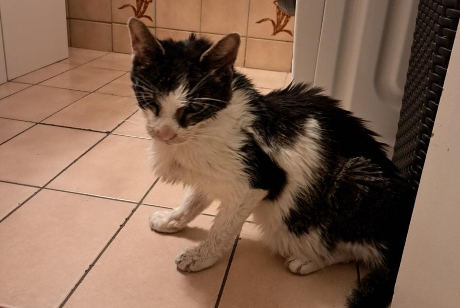 Alerte Découverte Chat Femelle , 10 ans Bulle Suisse Alerte Découverte Chat Femelle , 10 ans Bulle Suisse