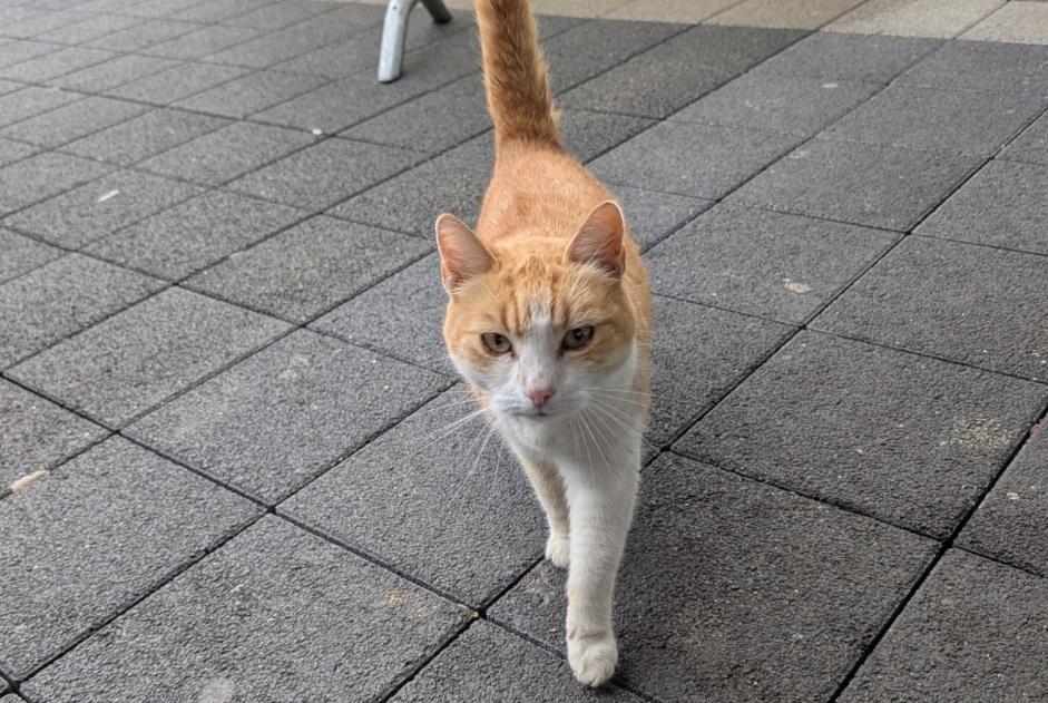Alerte Découverte Chat Inconnu Porrentruy Suisse Alerte Découverte Chat Inconnu Porrentruy Suisse