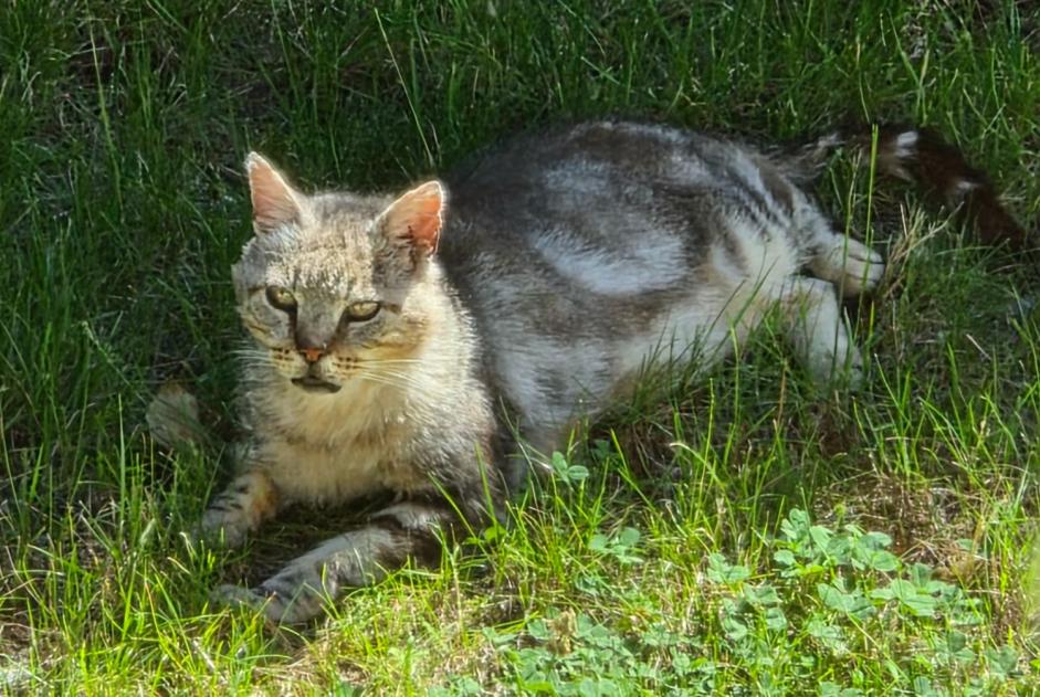 Alerte Découverte Chat croisement Mâle , 5 ans Lavey-Morcles Suisse