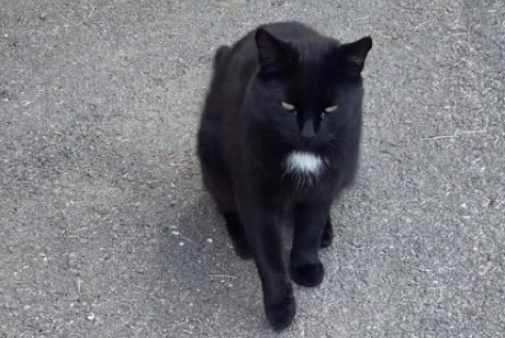 Alerte Découverte Chat Inconnu Ollon Suisse Alerte Découverte Chat Inconnu Ollon Suisse