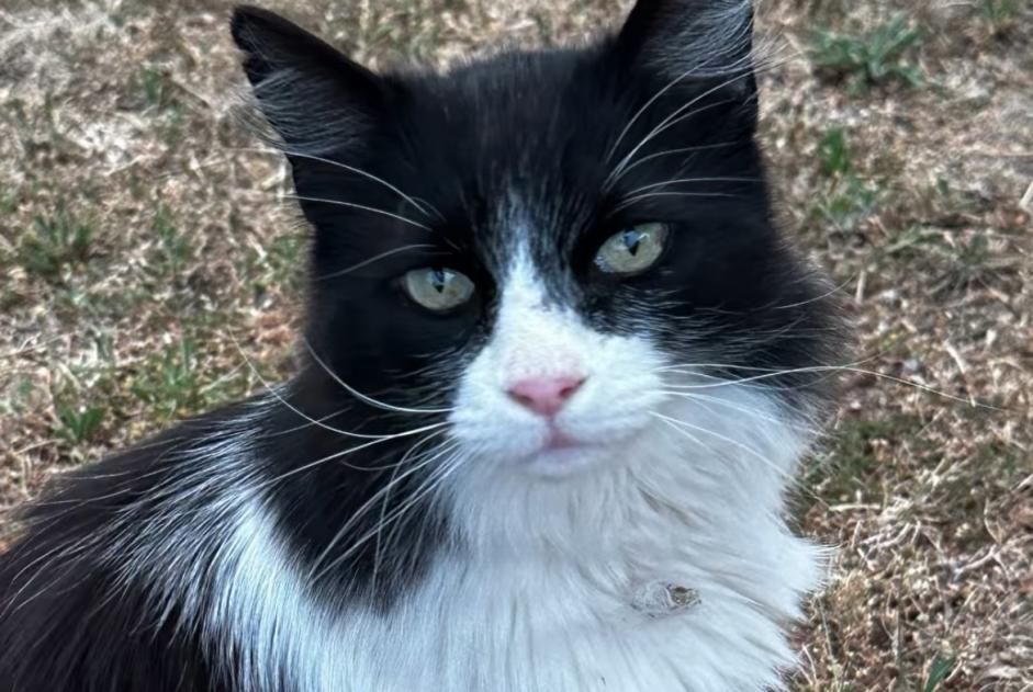 Alerte Découverte Chat croisement Inconnu Yens Suisse