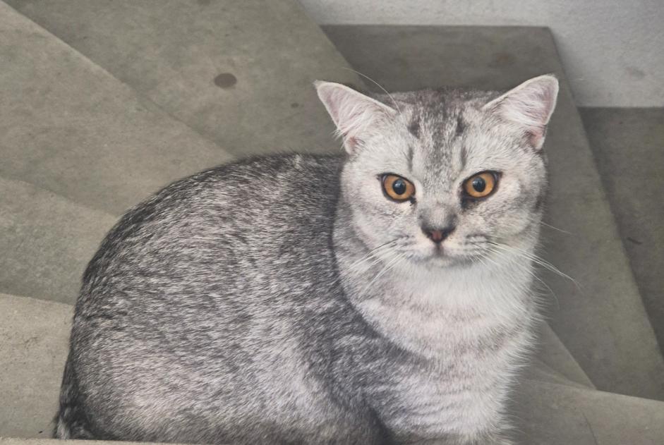 Alerte Découverte Chat Inconnu Roche Suisse Alerte Découverte Chat Inconnu Roche Suisse