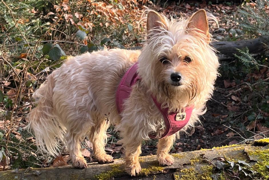 Alerte Disparition Chien croisement Femelle , 55 ans Crissier Suisse