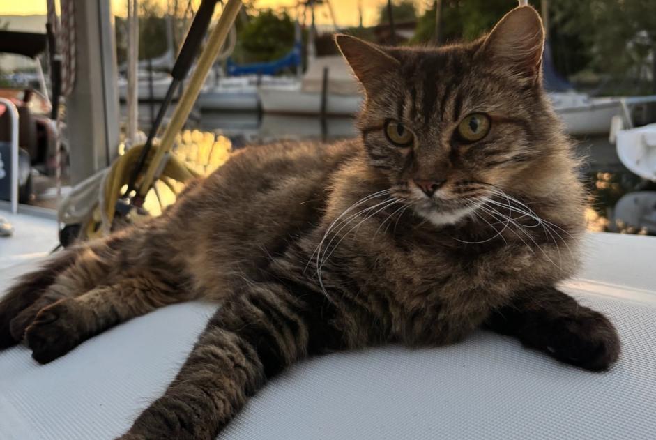 Avviso scomparsa Gatto incrocio di razze Maschio , 10 anni Misery-Courtion Svizzera