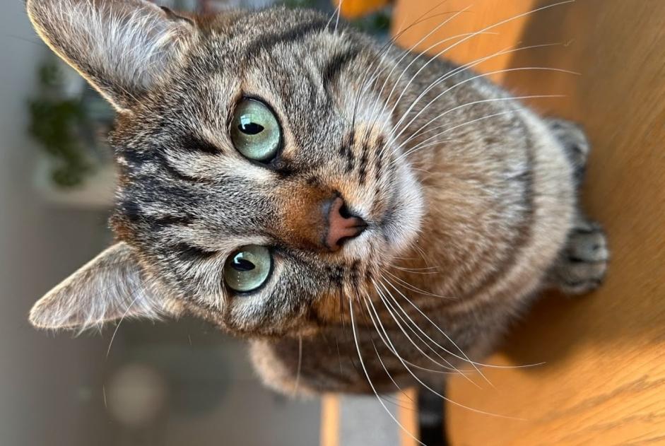 Avviso scomparsa Gatto incrocio di razze Femmina , 6 anni Belmont-Broye Svizzera