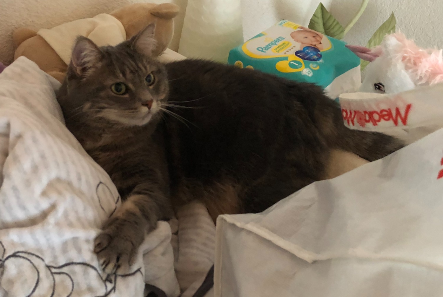 Avviso scomparsa Gatto Femmina , 10 anni Val-de-Ruz Svizzera