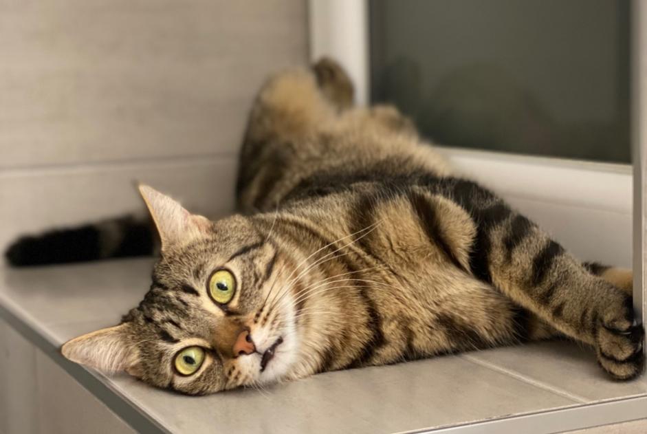 Avviso scomparsa Gatto Maschio , 5 anni Curtilles Svizzera