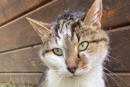 Avviso Ritrovamento Gatto Non conosciuta Le Landeron Svizzera