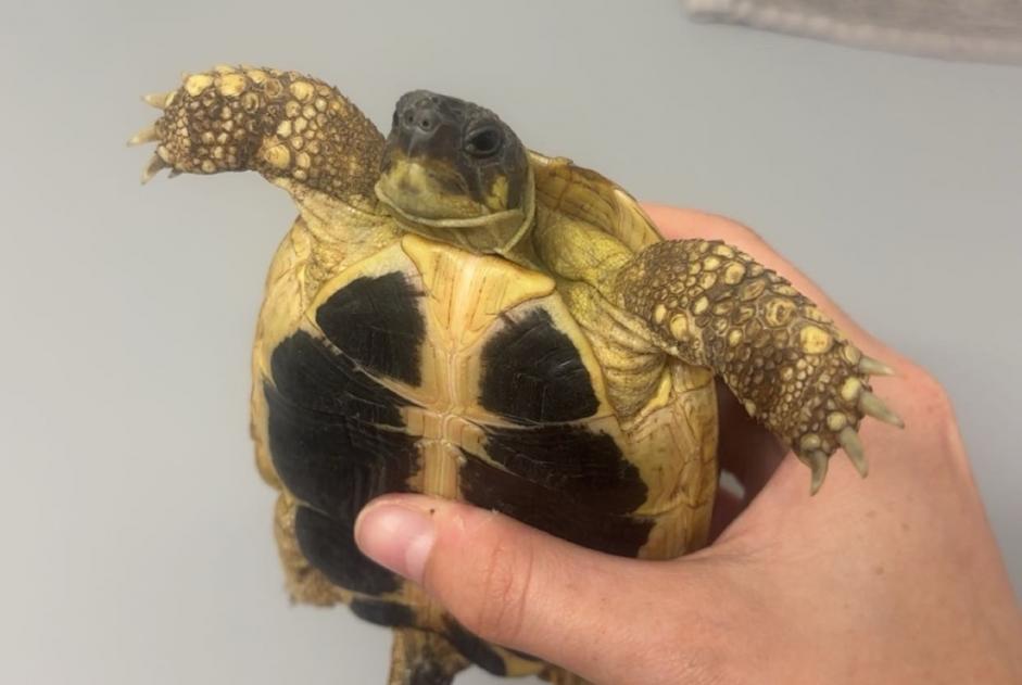 Avviso Ritrovamento Tartaruga Maschio Neuchâtel Svizzera