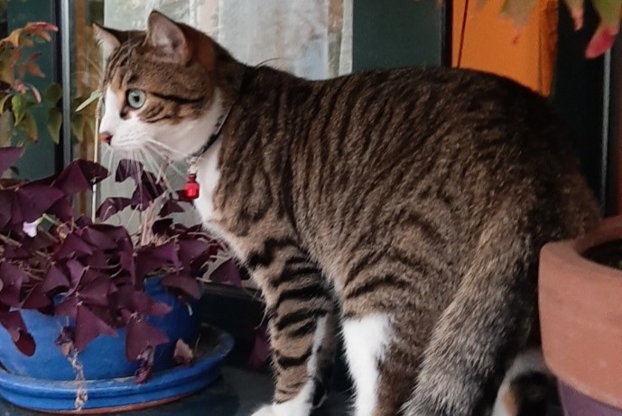 Verdwijningsalarm Kat Mannetje , 1 jaar Meyrin Zwitserland Verdwijningsalarm Kat Mannetje , 1 jaar Meyrin Zwitserland