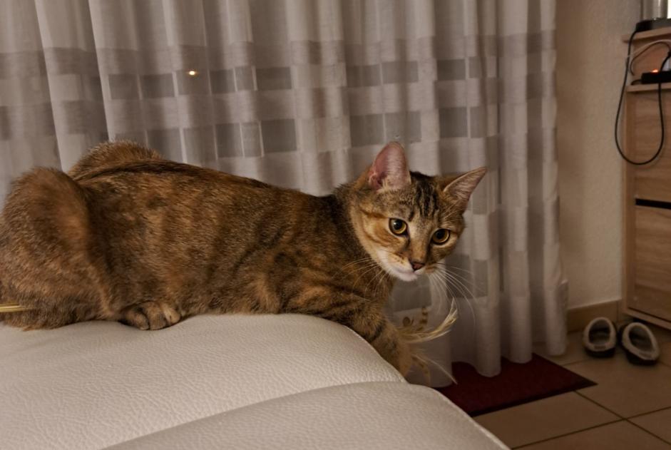 Verdwijningsalarm Kat Vrouwtje , 1 jaar Neuchâtel Zwitserland Verdwijningsalarm Kat Vrouwtje , 1 jaar Neuchâtel Zwitserland