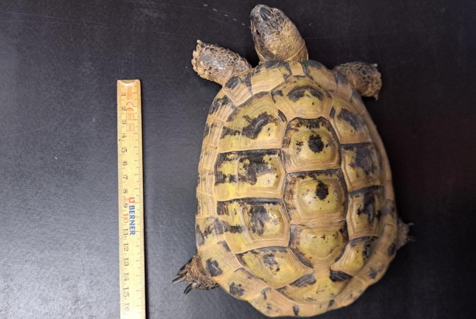 Ontdekkingsalarm Schildpad Mannetje Mont-Vully Zwitserland Ontdekkingsalarm Schildpad Mannetje Mont-Vully Zwitserland