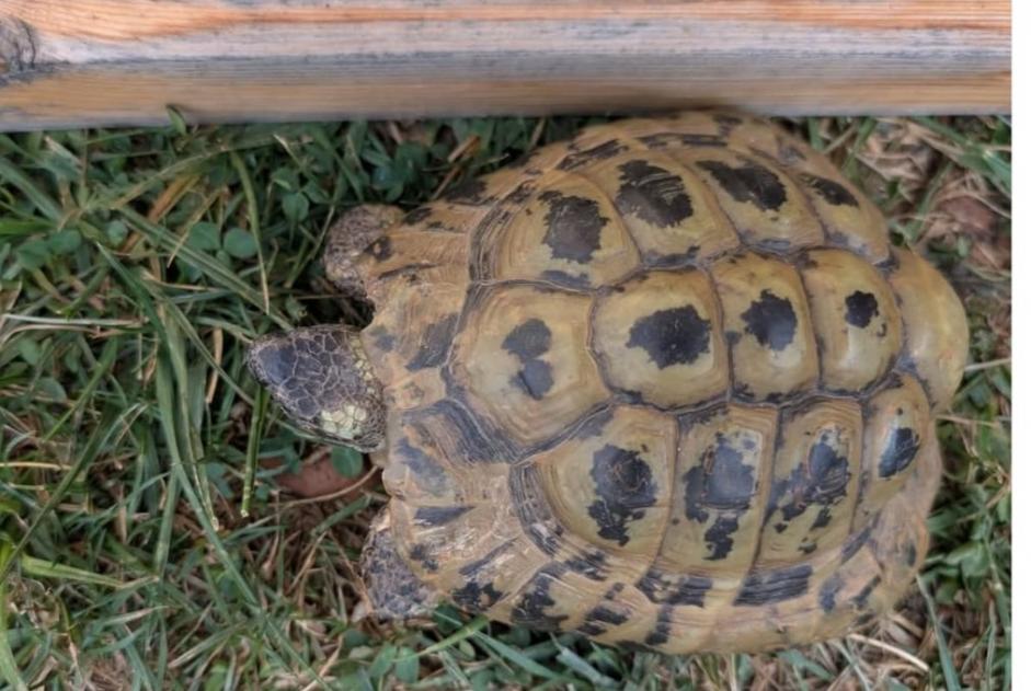 Ontdekkingsalarm Schildpad Onbekend Blonay - Saint-Légier Zwitserland