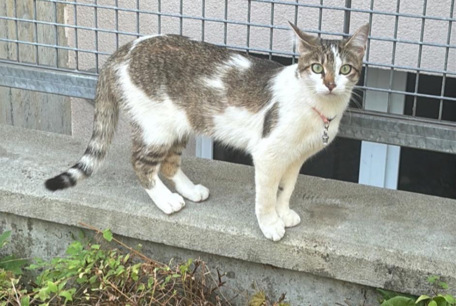Alerta desaparecimento Gato Fêmea , 1 anos Bardonnex Switzerland Alerta desaparecimento Gato Fêmea , 1 anos Bardonnex Switzerland
