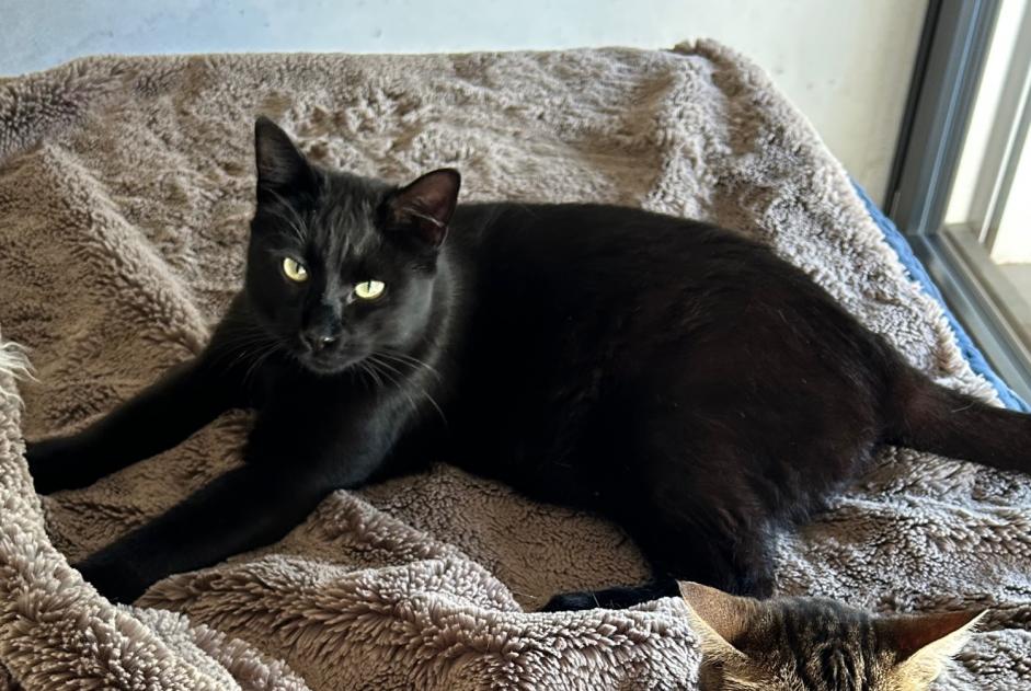 Alerta desaparecimento Gato Macho , 3 anos Ayent Switzerland Alerta desaparecimento Gato Macho , 3 anos Ayent Switzerland