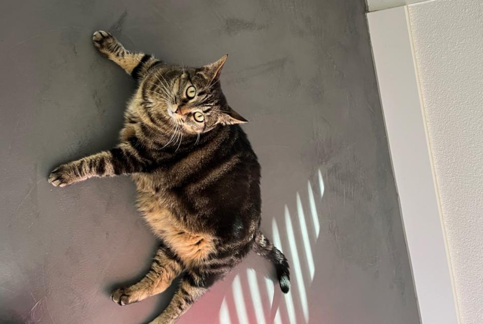 Alerta descoberta Gato Desconhecido Bulle Switzerland