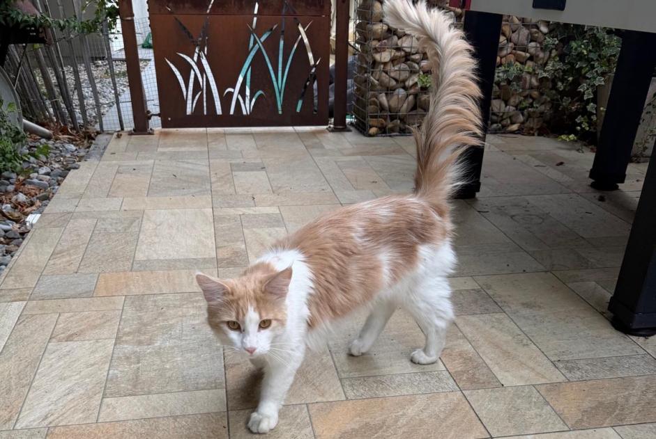 Alerta descoberta Gato cruzamento Macho Lonay Switzerland